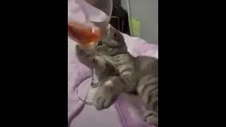 Весело 😽