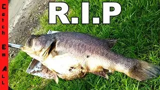 SHAMU R.I.P. **Death of an AMAZING PET**