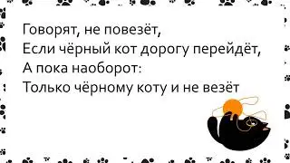 Песня про чёрного кота. Песня+текст (караоке)