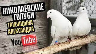 Николаевские голуби Трубицына Александра 2024