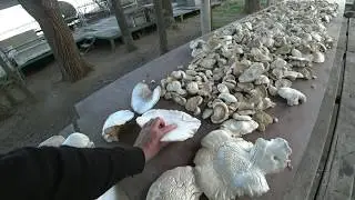 Собираем белый гриб. Пески Мойынкума