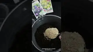 Три секрета крепкой рассады #рассада #удобрения