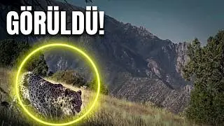 Ülkemizde varlığı kanıtlanan Anadolu Leoparı bir kez daha görüntülendi..🐆❤️ANADOLU PARSI