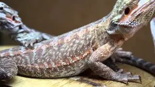 Bearded Dragon Rack?