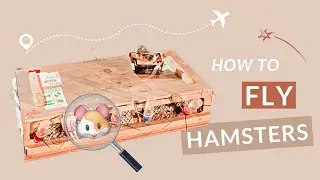 How I Flew 10 Hamsters On An Airplane from the UK to the USA!