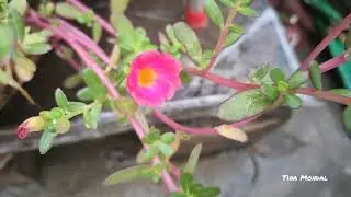 Varieties of Portulaca and purslane || Moss Rose || Nine o' clock 