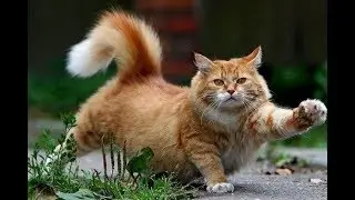 Cat Sound (Kedinizi saklandığı yerden çıkartın)