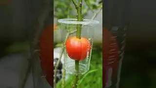 Best method of propagate roses by air layering with tomato 