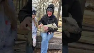 Pulling hair from a Mangalitsa piglet for MBOAR registration