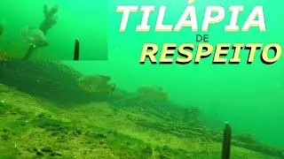 Pesca Sub - Tilápia de Respeito | FAMA SUB | #pescasub #rioparaná #fishing