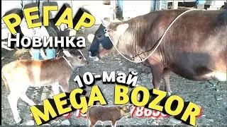 Мол бозор Точикистон / Регар / Мол бозор Нархои Оча бача ва гуножин 10-май