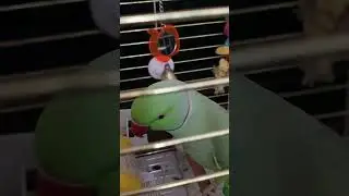 Говорящий ожереловый попугай Ричи 