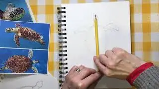 How to Draw a Sea Turtle