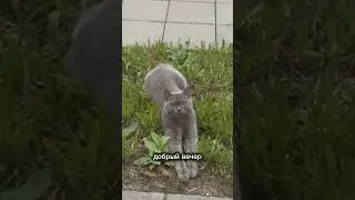 Будни британской кошки в Швейцарии 😂#жизньвшвейцарии