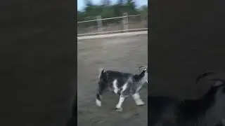 Гера быкует!!!