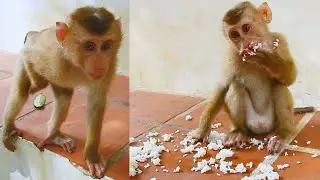 Today Adorable monkey Leo, hungry, He is eating a lot of rice. It looks so delicious