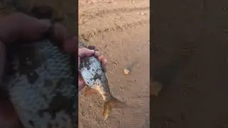 Рыбалка на поплавок 🐟 🎣 🐟 #рыбалка #рыбалканапоплавок #рыбалканаречке #Рыбалканакукурузу