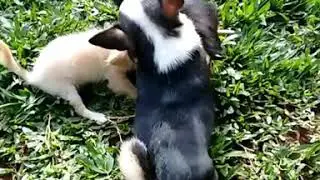 Meus bibelôs Cassidy, Cokita e Andy