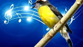 Forró dos sibites , cambacicas cantando loucamente