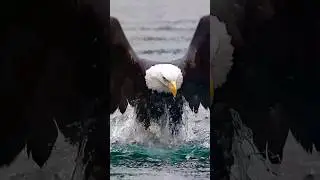 A NATUREZA É INCRÍVEL! 🦅