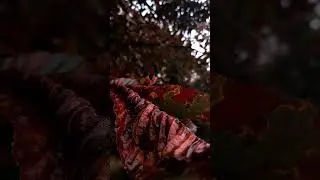 Rainy days Buongiorno Rastellino Font Cyrillic #шрифт #short #shortvideo #Shorts #cozy #autumn #font