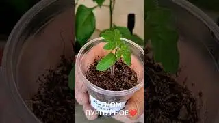 Пурпурное Сердце