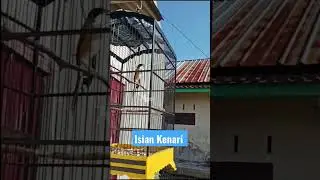 cendet isian kenari #kicauocehan #cendetgacor #isiankenari