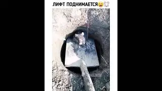 Этого я не ожидал😆🐭 