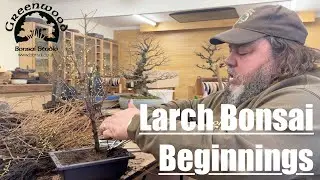 Larch Bonsai Beginnings - Greenwood Bonsai