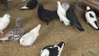 #Pigeons