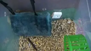 Как закрепить гамак для хомяка в контейнере.
