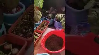 Они у меня в ведре живут. Пересадка малышей. 