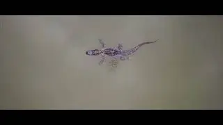 Lake Forest. Daphne, ALabama - Air 2s Cinematic video