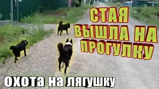 Прогулка с тремя собаками. Ричи с Бертой ловят лягушку