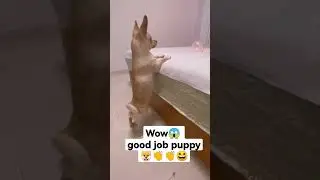 Bravo Puppy 👏😆🥰 #dog #funnyshorts #animals #shortsvideo #shortsfeed