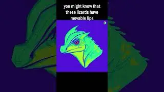 Basically a Dragon, humpnose lizard fast facts & art #shorts #reptiles #art