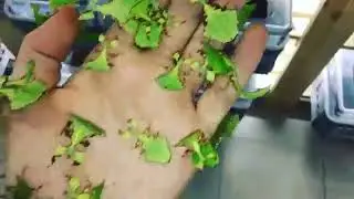 Листовидка гигантская Phyllium giganteum