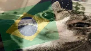 samba.mp4