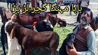 Bakra Mandi Sahiwal Cute bakre||sahiwal bakar mundi update 2022