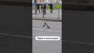 2 сороки против крысы 🐀 один в поле воин