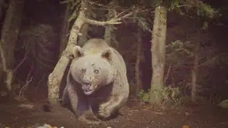 GIANT BEAR'S EVENING FEED ASMR VIDEO (YOU HAVE NEVER SEEN SUCH A BIG BEAR)!