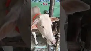 কত্তো রকমের প্রানী,  প্রানীদের মেলা 