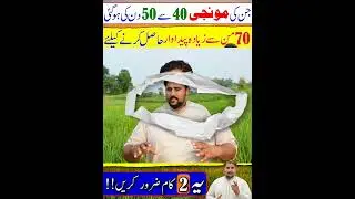rice farming #rice #ricefarming #short #shortfeed #apnakisanpakistan
