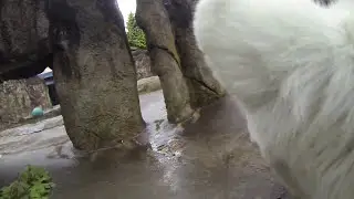 Collar Cam Reveals Polar Bear's POV