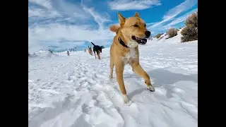 Living with Jindo Dogs