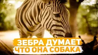 Зебра думает что она собака