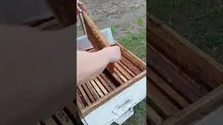 МËД