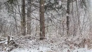 Snow Gentle Snow
