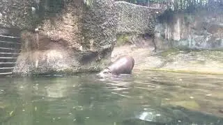 Singapore 🇸🇬 zoo 🦛 hippopotamus