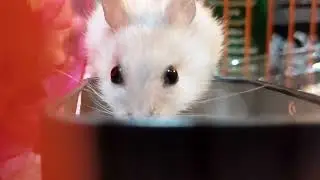 Хомяк ест семечки🤣